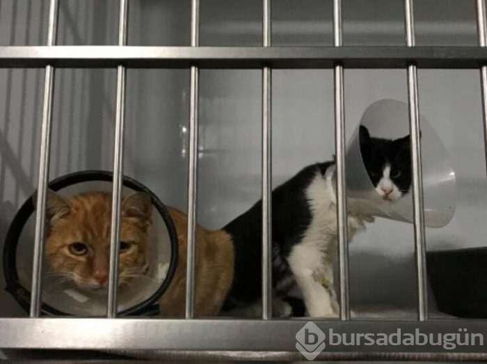 Lüks sitenin sakinlerini ayağa kaldıran olay!