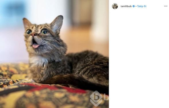 Fenomen kedi Lil Bub öldü