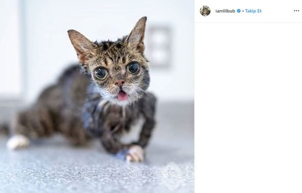 Fenomen kedi Lil Bub öldü