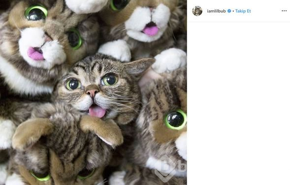 Fenomen kedi Lil Bub öldü