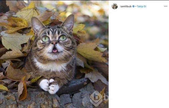 Fenomen kedi Lil Bub öldü