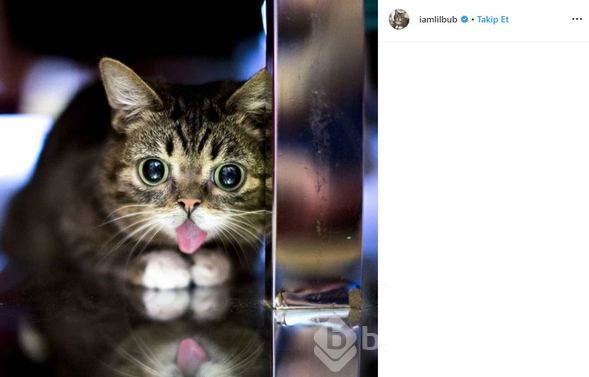Fenomen kedi Lil Bub öldü