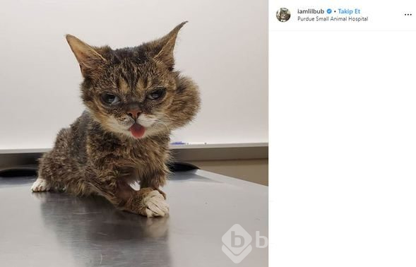 Fenomen kedi Lil Bub öldü