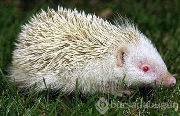 Albino hayvanlar!