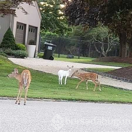Albino hayvanlar!
