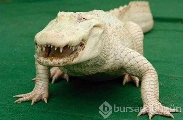 Albino hayvanlar!