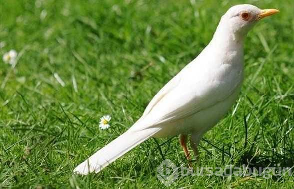 Albino hayvanlar!