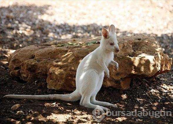 Albino hayvanlar!