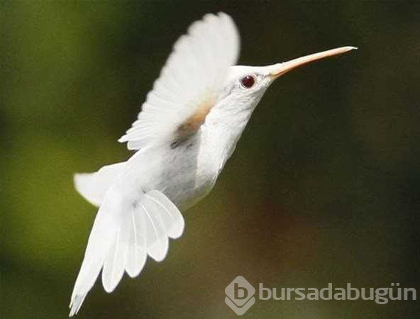 Albino hayvanlar!