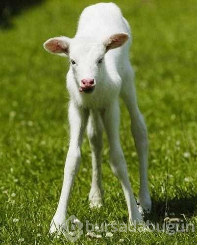 Albino hayvanlar!