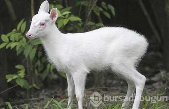 Albino hayvanlar!