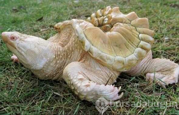 Albino hayvanlar!