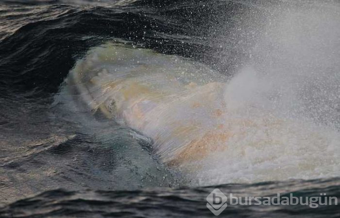 Albino hayvanlar!