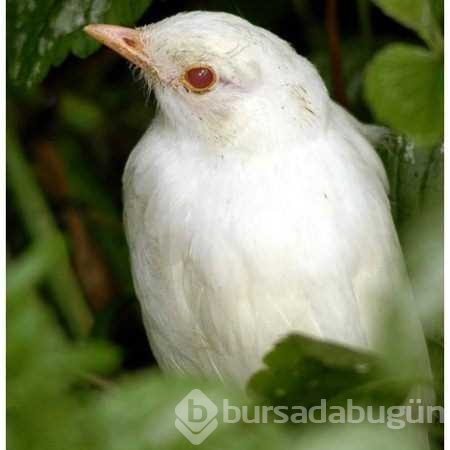 Albino hayvanlar!