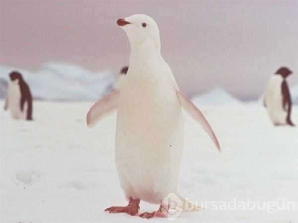 Albino hayvanlar!