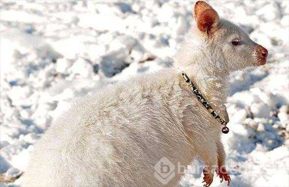 Albino hayvanlar!