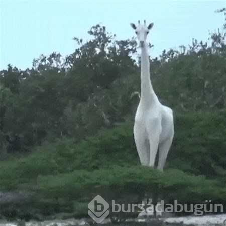 Albino hayvanlar!