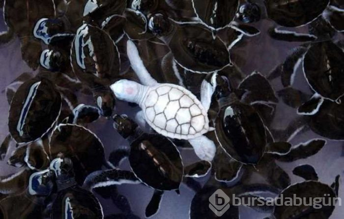 Albino hayvanlar!