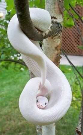 Albino hayvanlar!