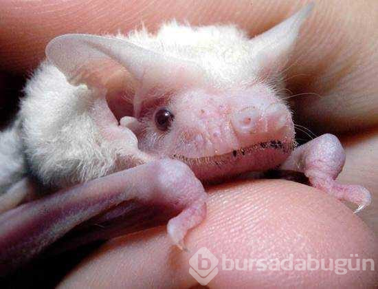 Albino hayvanlar!