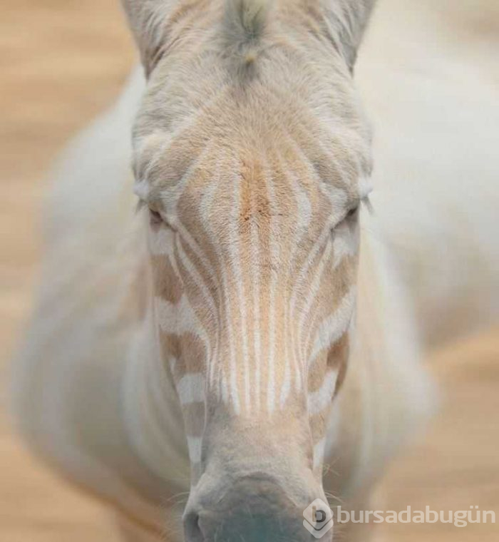 Albino hayvanlar!