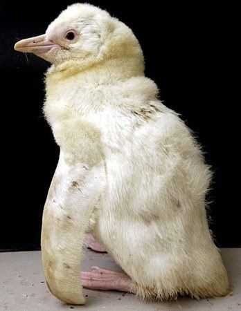 Albino hayvanlar!