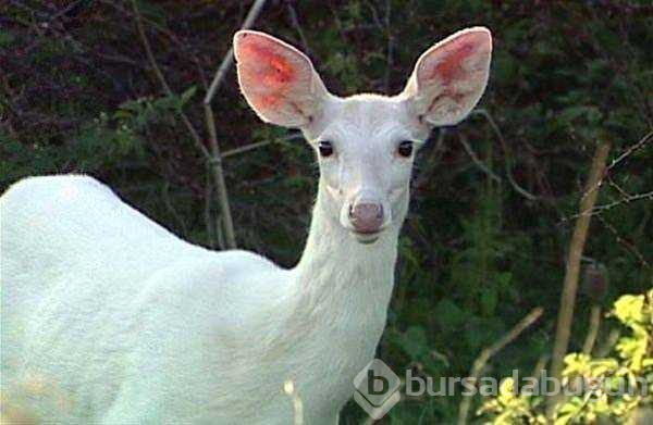 Albino hayvanlar!