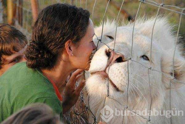 Albino hayvanlar!