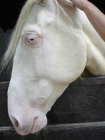 Albino hayvanlar!