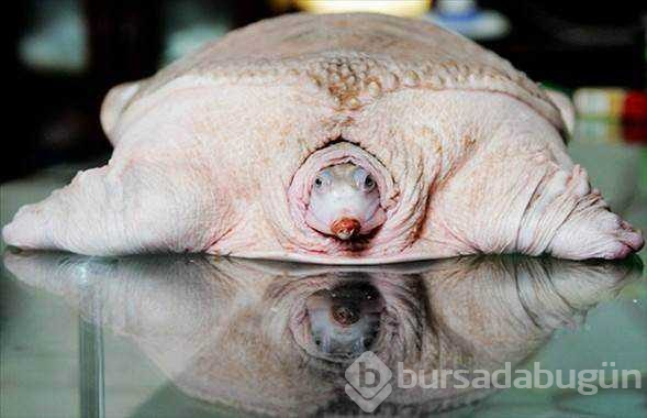 Albino hayvanlar!