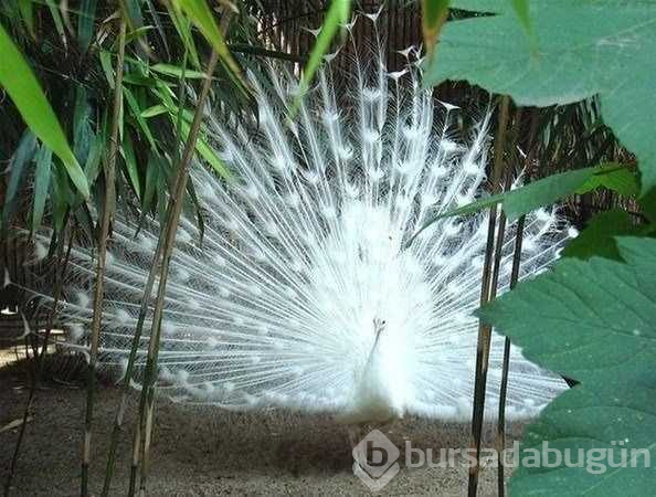 Albino hayvanlar!