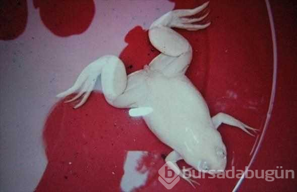 Albino hayvanlar!