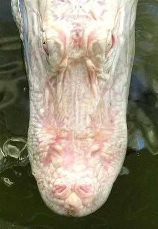 Albino hayvanlar!
