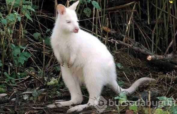 Albino hayvanlar!