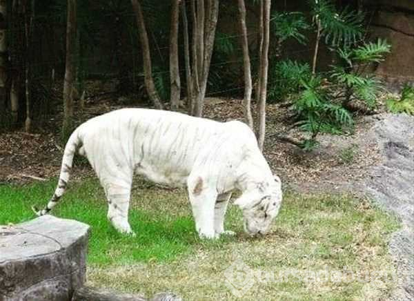Albino hayvanlar!