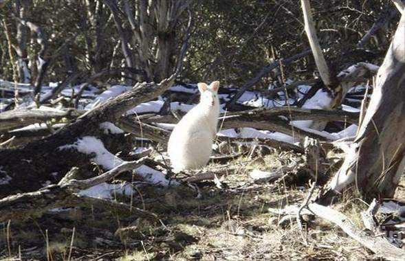 Albino hayvanlar!