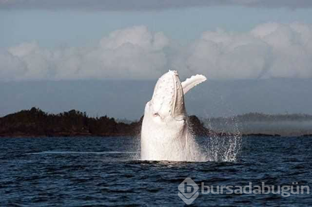 Albino hayvanlar!