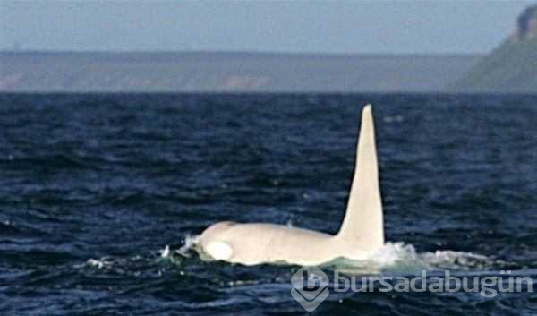 Albino hayvanlar!
