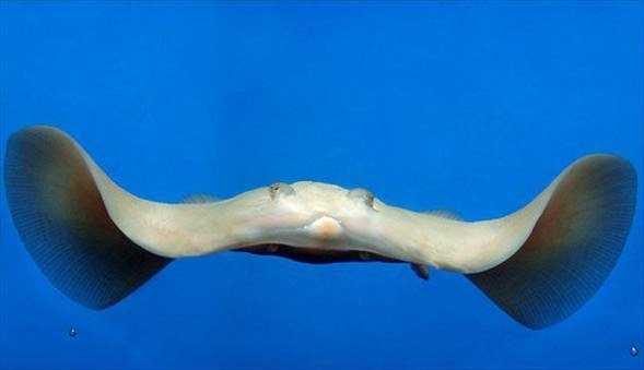 Albino hayvanlar!