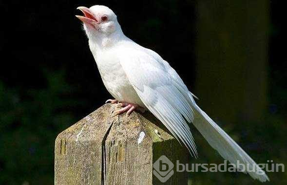 Albino hayvanlar!