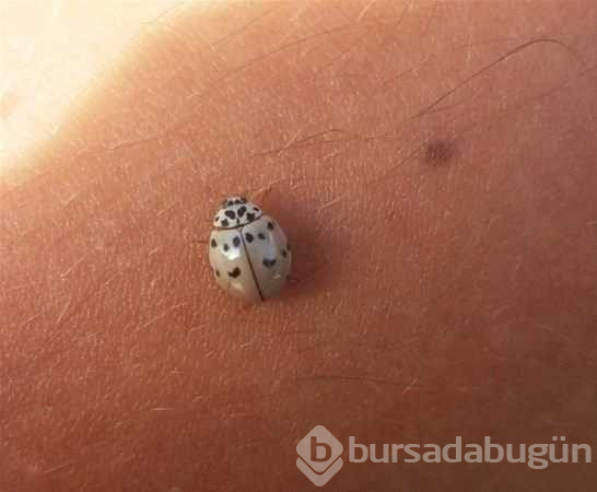 Albino hayvanlar!