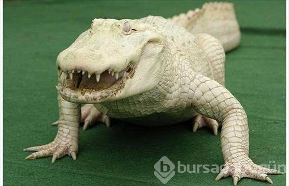 Albino hayvanlar!
