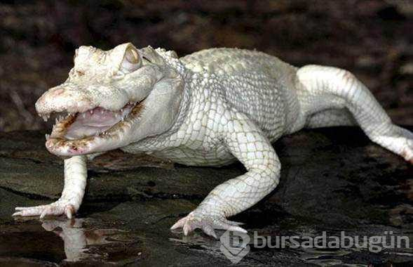 Albino hayvanlar!