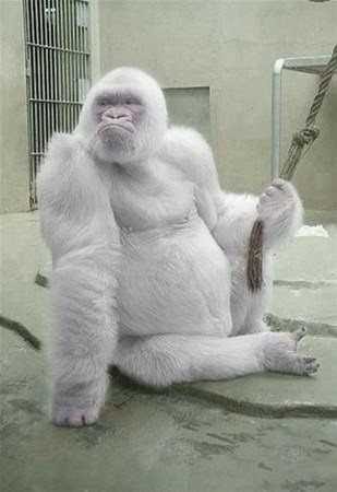 Albino hayvanlar!