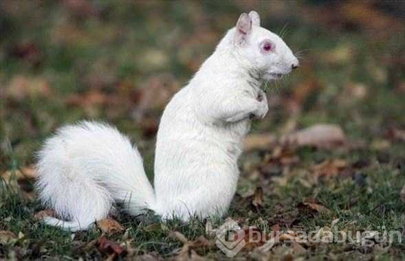 Albino hayvanlar!