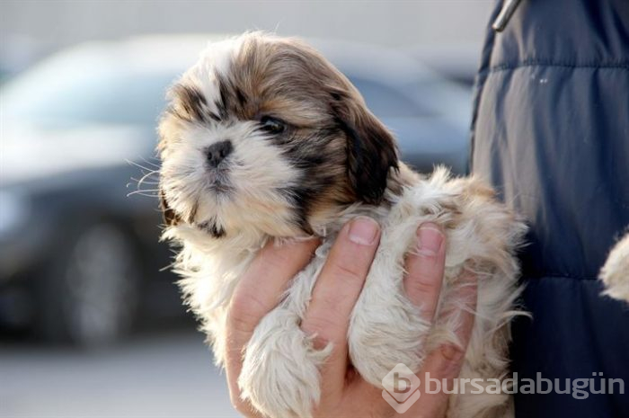 Karton kutularda 14 köpek yavrusu bulundu