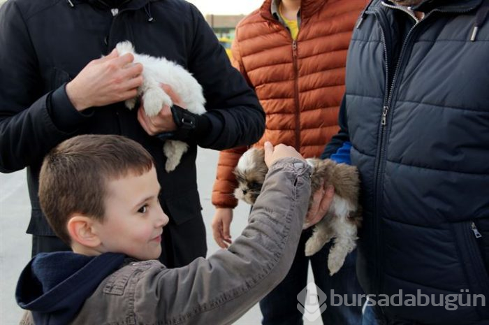 Karton kutularda 14 köpek yavrusu bulundu