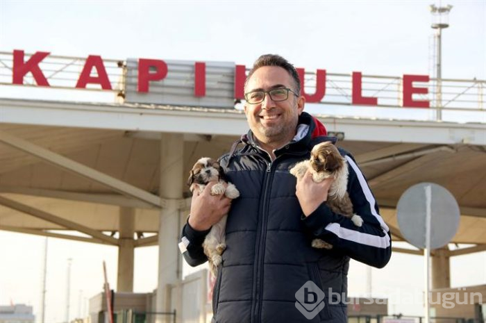 Karton kutularda 14 köpek yavrusu bulundu