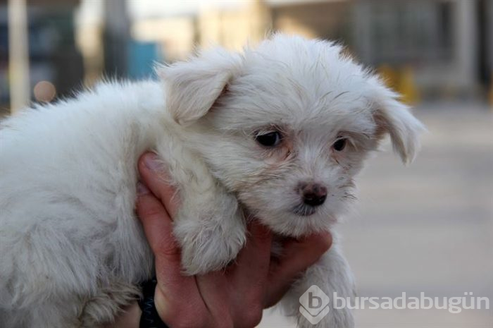 Karton kutularda 14 köpek yavrusu bulundu