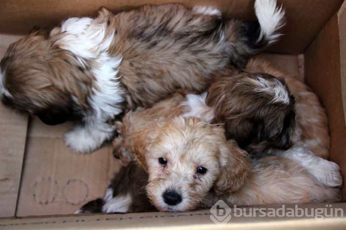 Karton kutularda 14 köpek yavrusu bulundu